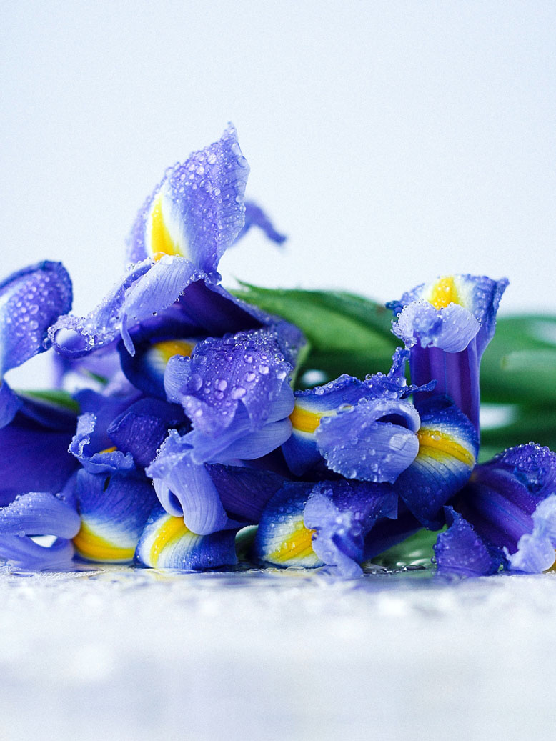 What Do Irises Smell Like  